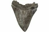 Sharp, Fossil Megalodon Tooth - South Carolina #204616-1